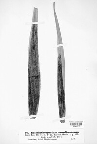 Deightoniella arundinacea image
